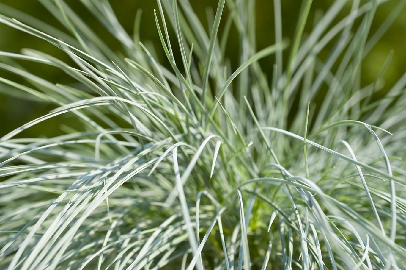 Festuca glauca 'Intense Blue' - C5